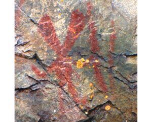 Significado del espíritu animal del conejo