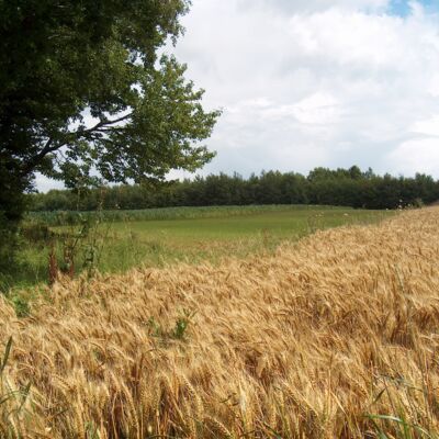 Champs de blé et forêt
