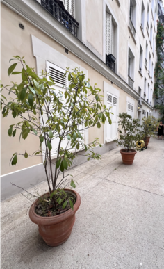 A vendre rez-de-chaussée 80 m² Paris 16e Foch - rue Pergolèse