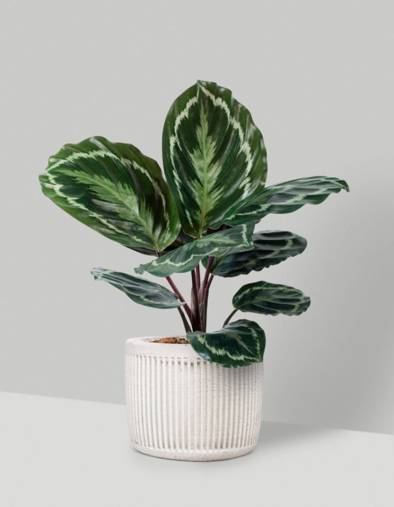 Calathea : une plante verte inévitable pour sublimer l’intérieur