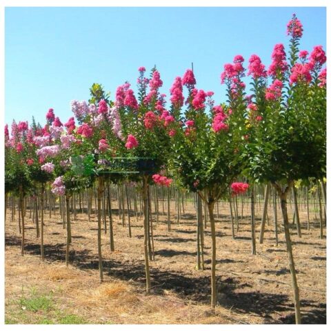 Lilas Des Indes Sur Tige 2m Prix