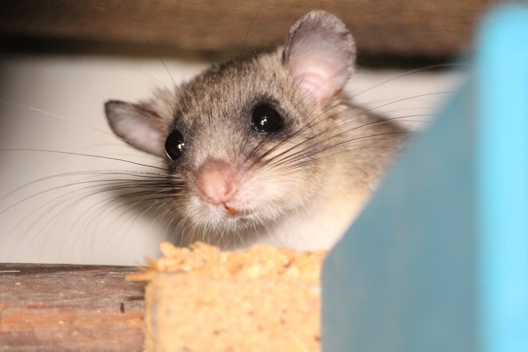 Loir Animal Un Rongeur Qui A Sa Propre Personnalit loir-animal-un-rongeur-qui-a-sa-propre-personnalit