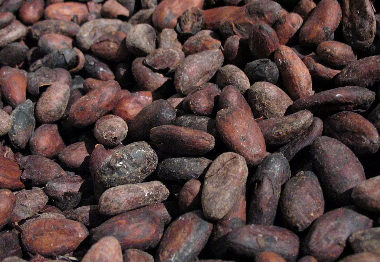 Les cours du cacao se sont stabilisés.