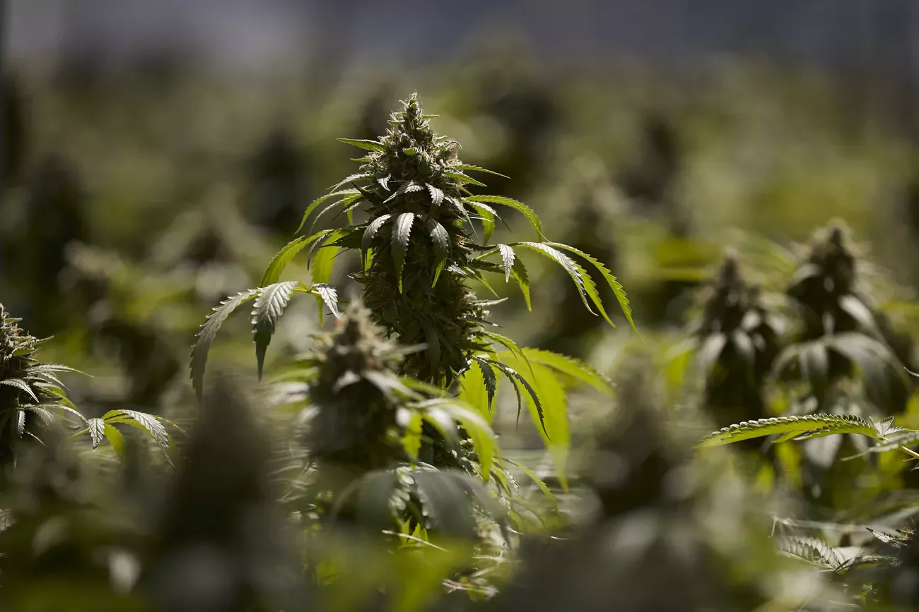 Le Conseil fédéral se penchera cet été sur une éventuelle autorisation du cannabis en tant que médicament.(keystone)