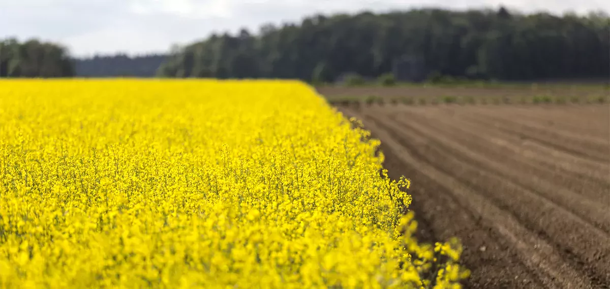 En adoptant des pratiques durables, les agriculteurs peuvent utiliser leurs champs pour absorber et stocker le carbone atmosphérique et générer des crédits carbone de haute qualité comme source de revenus supplémentaires.