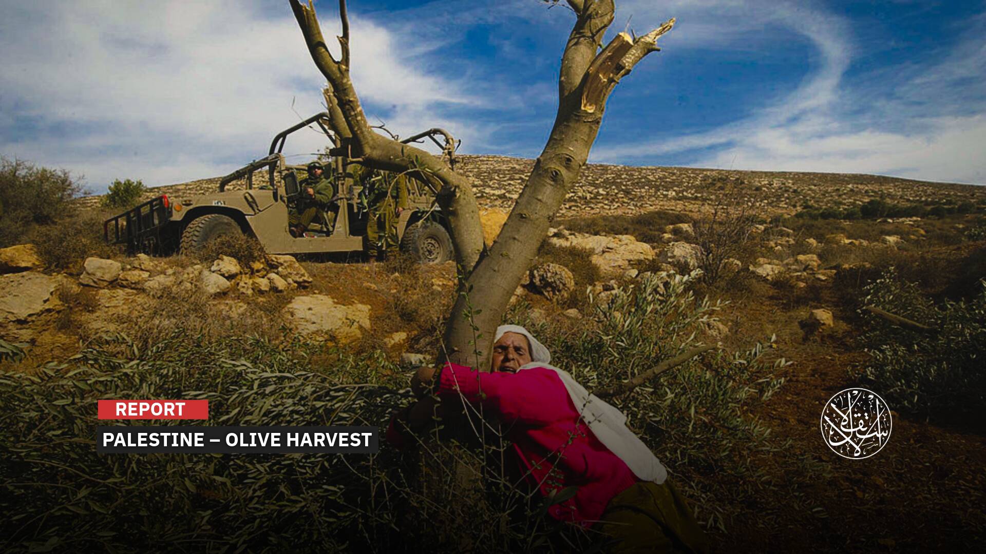 How Israeli Incitement Against Palestinian Olive Pickers Is Escalating