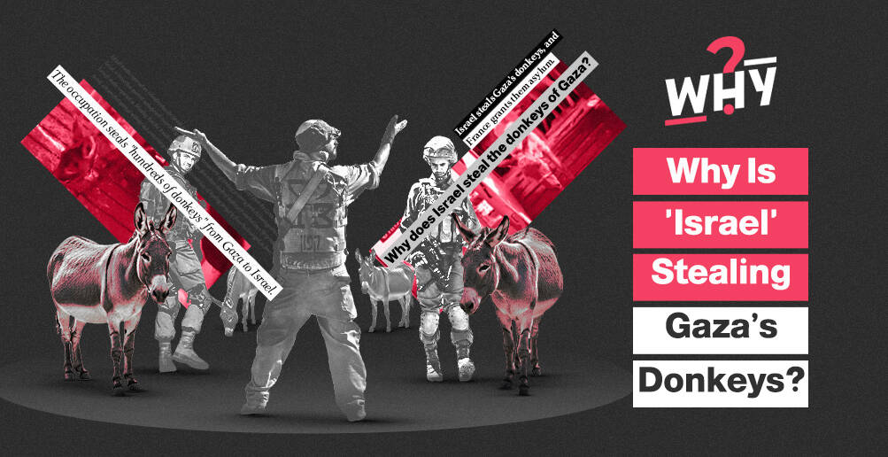 Why Is 'Israel' Stealing Gaza’s Donkeys? | Infographic