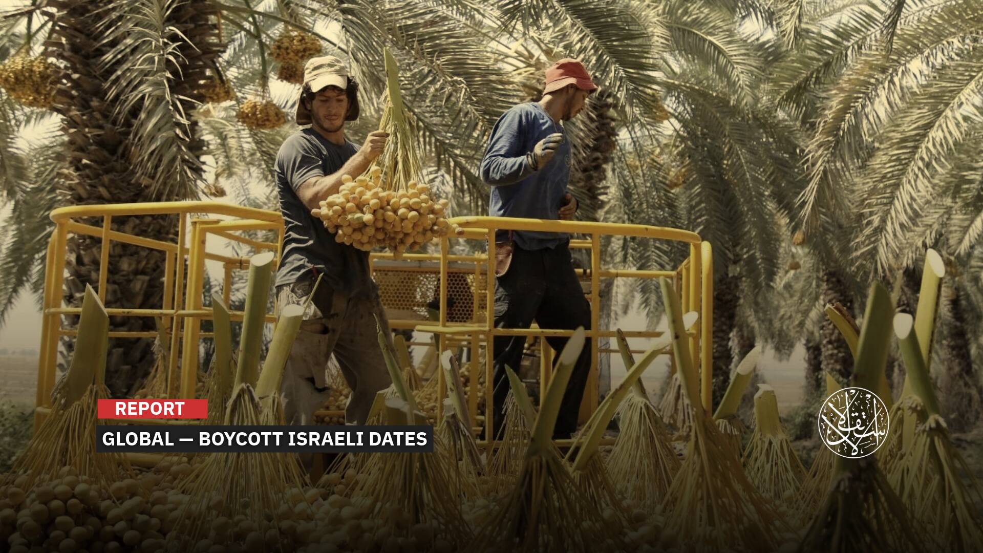 Boycott in Ramadan: How to Tell Palestinian Dates from Settler Ones