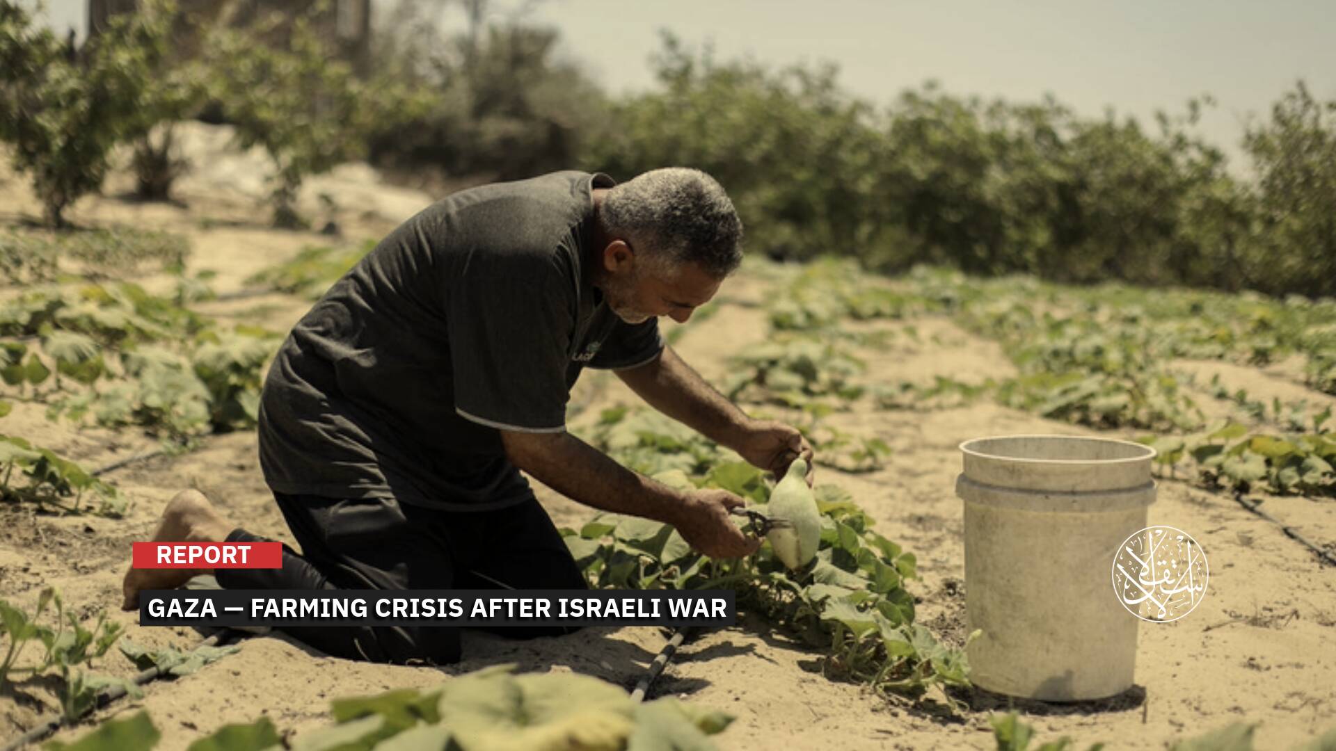Only 3 Percent of Gaza’s Land Is Safe: How Can Agriculture Be Restored?