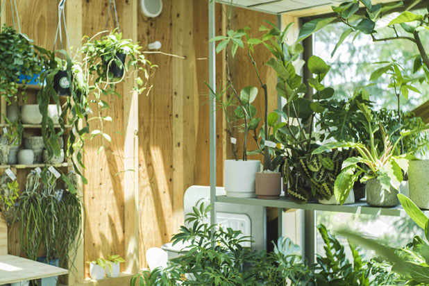 Magasin de plantes-construction-espaces_exts-Takasaki