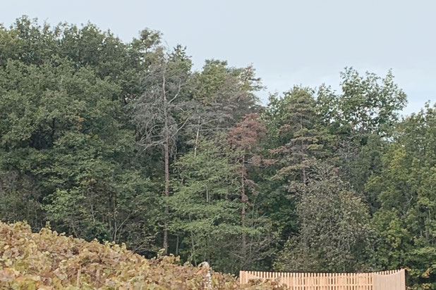 Automne-construction-local-Vosne-Romanée