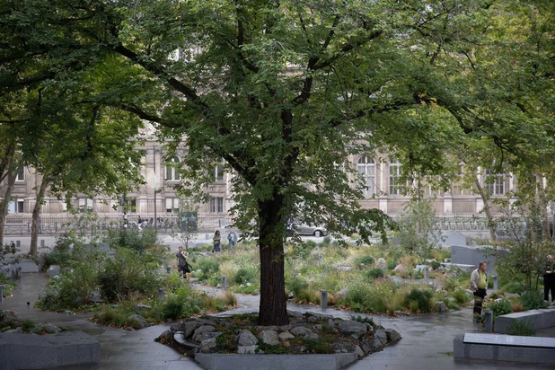 Vue de l'Orme, arbre remarquable à protéger-amenagement-autre-Paris