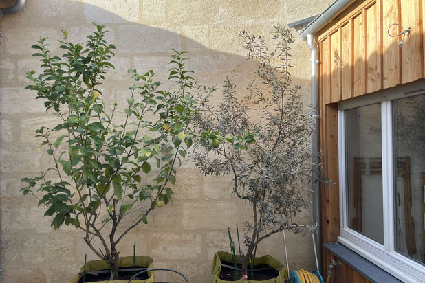 cour arrière échoppe-surelevation-maison-Bordeaux