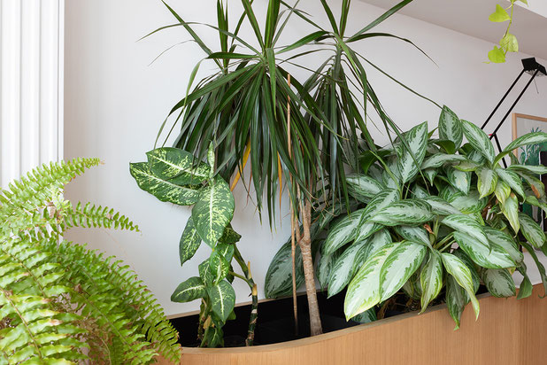 Séjour / bac à plantes-renovation-appartement-Paris
