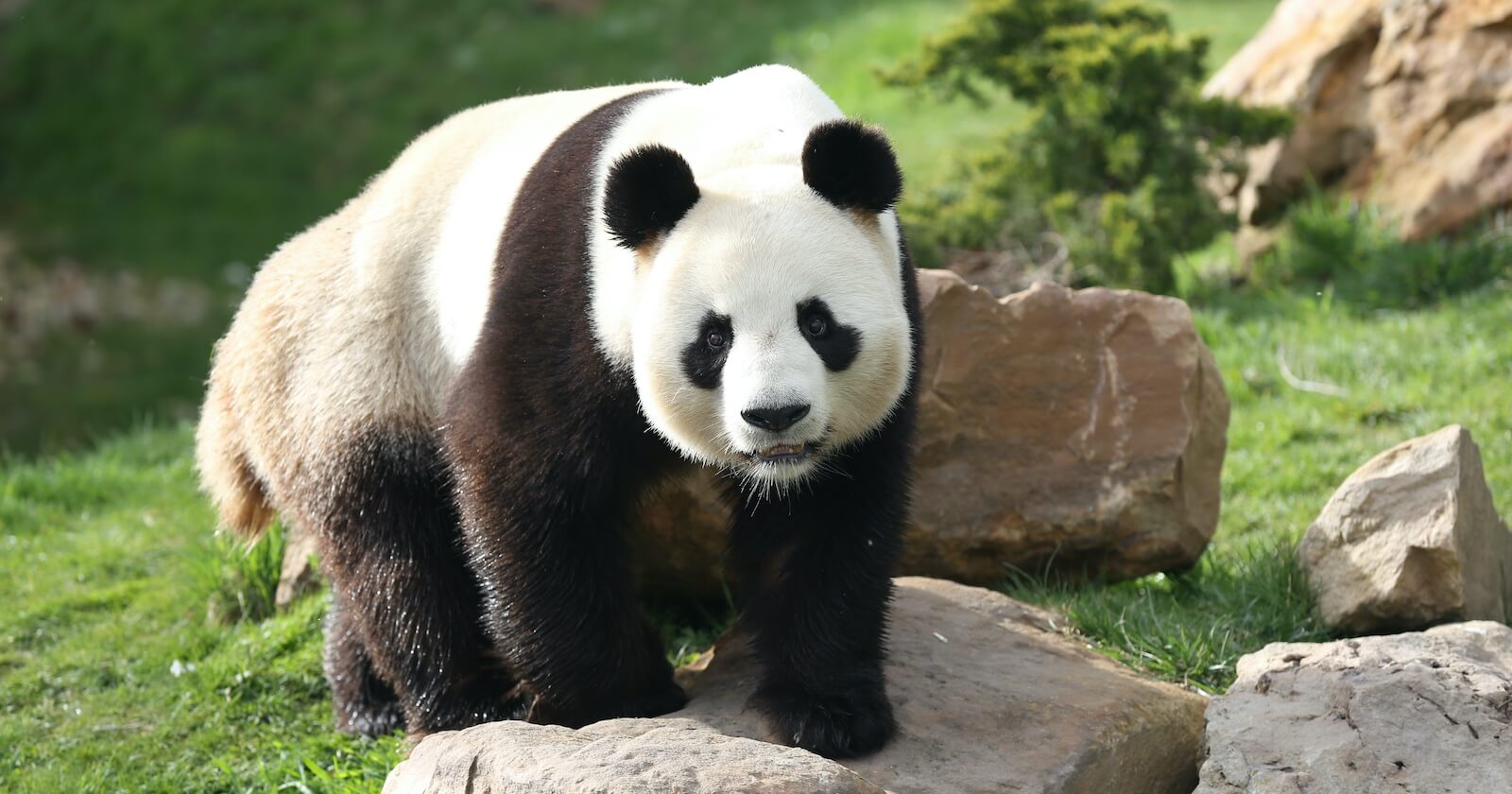Soigneur d'un jour | ZooParc de Beauval