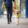 Scale Dogs