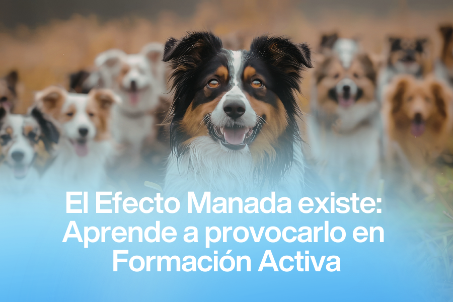 El Efecto Manada: por qué los humanos necesitamos aprender a jugar juntos igual que los perros