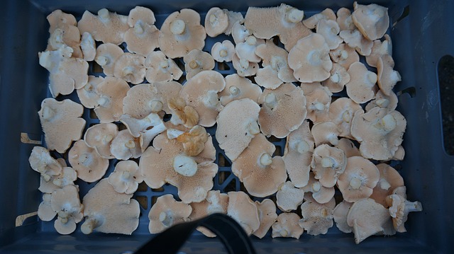 Comment Nettoyer Et Cuire Les Champignons Pieds De Moutons