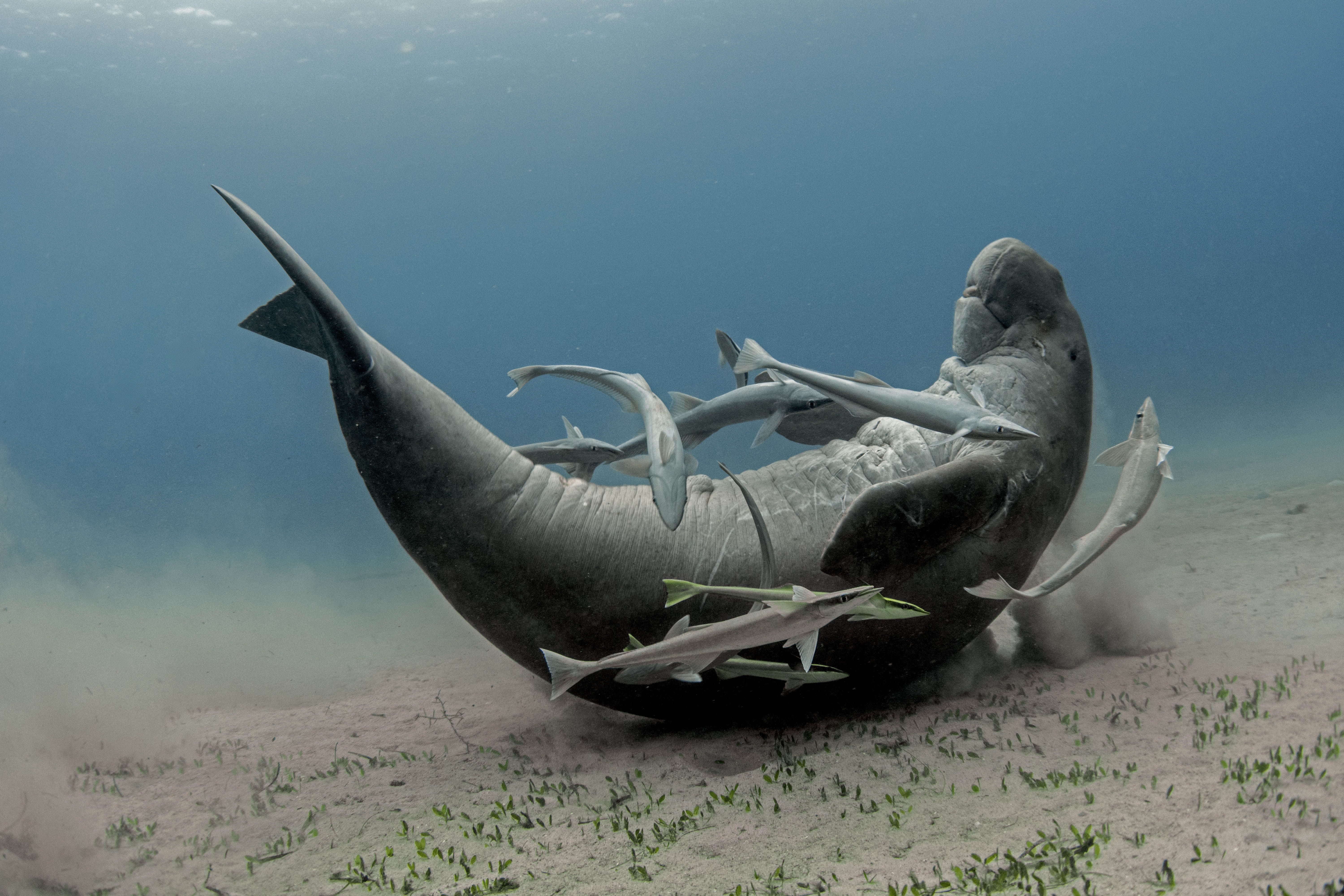 Dugong Encounter - Single Winner