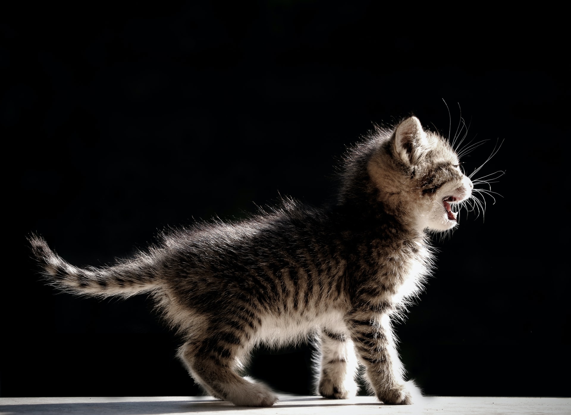 Dents De Lait Chat Tout Savoir Sur La Dentition Du Chat