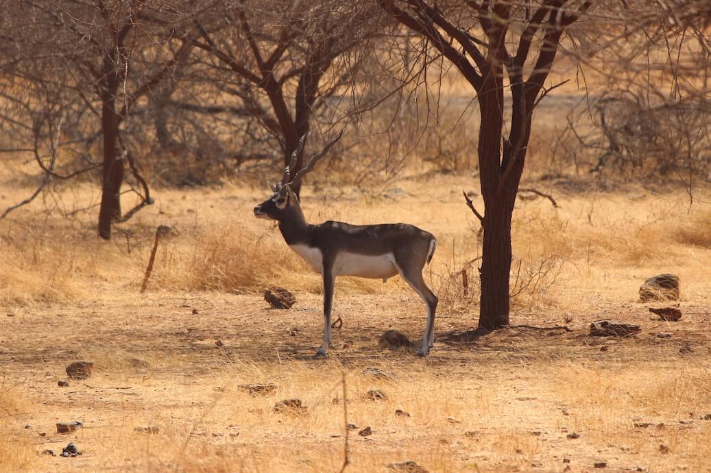 Blackbuck-Gujarat Devalia Safari Park Gujarat