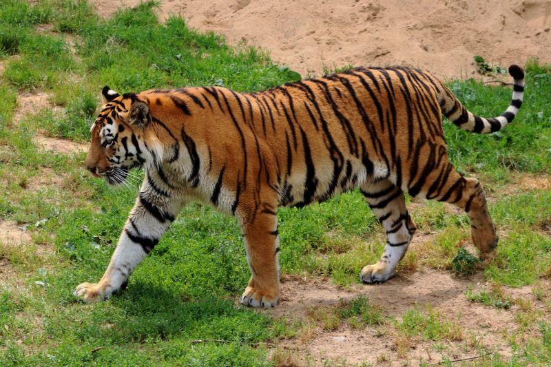 Tiger Population in India