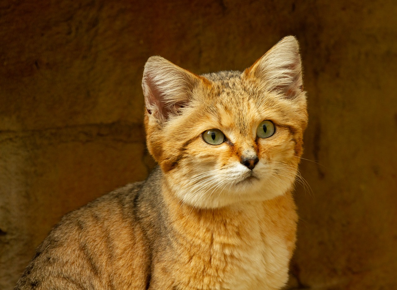 desert-cat wild desert cat in India