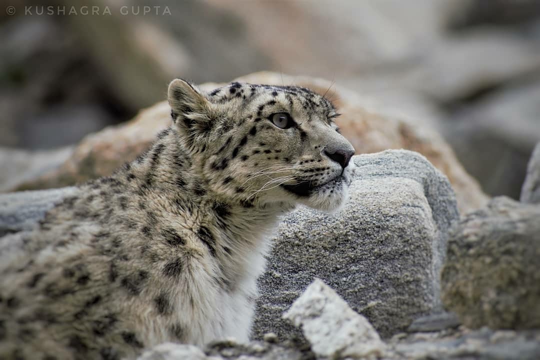 Snow-Leopard Snow Leopard Big Cat