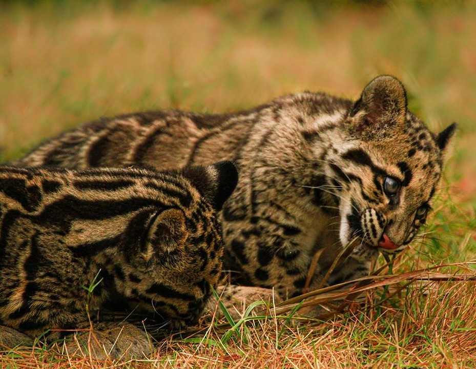 clouded-leopard Wild Cats of India