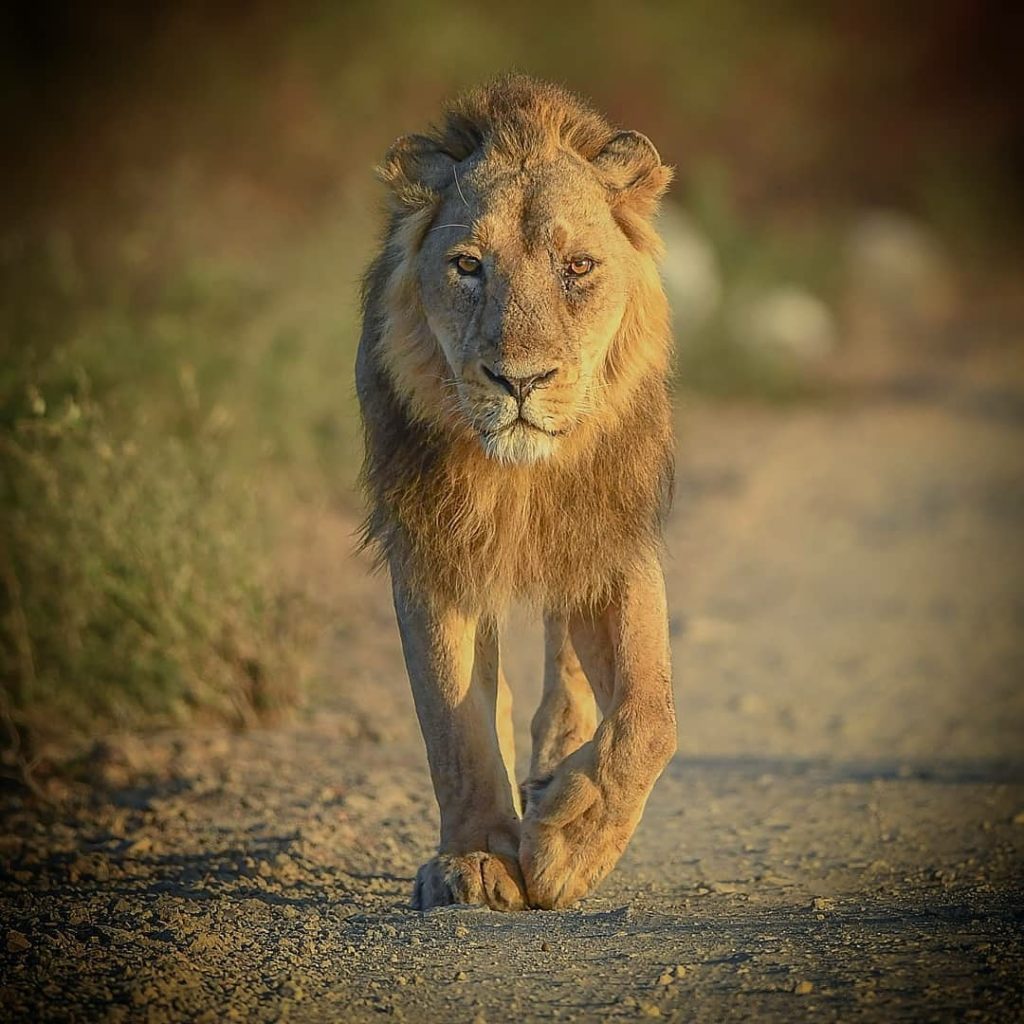 Gir National Park Gir National Park Details