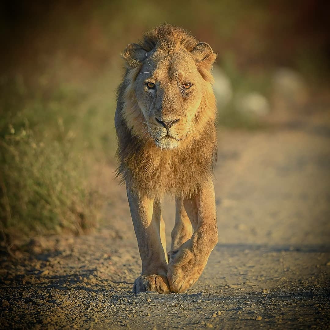 Gir National Park Gir National Park Details