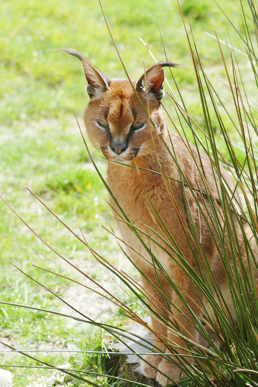caracal-cat Caracal Cat India