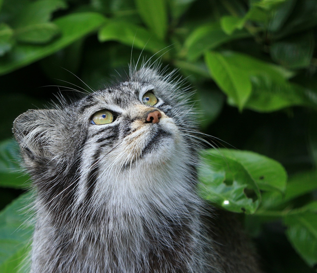 pallas-cat Pallas Cat India