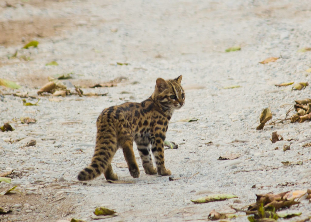 Leopard Cat - Big Cats India Leopard Cat India