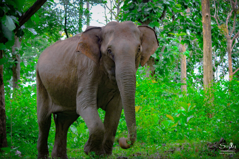 Bandipur National Park Karnataka Bandipur National Park