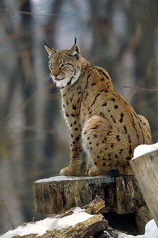 The-Lynx-Big-Cats-India The Lynx Cat India