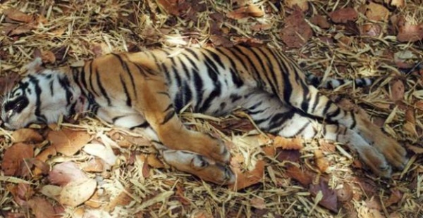 Maharashtra lost 7 Tigers in 48 Hours