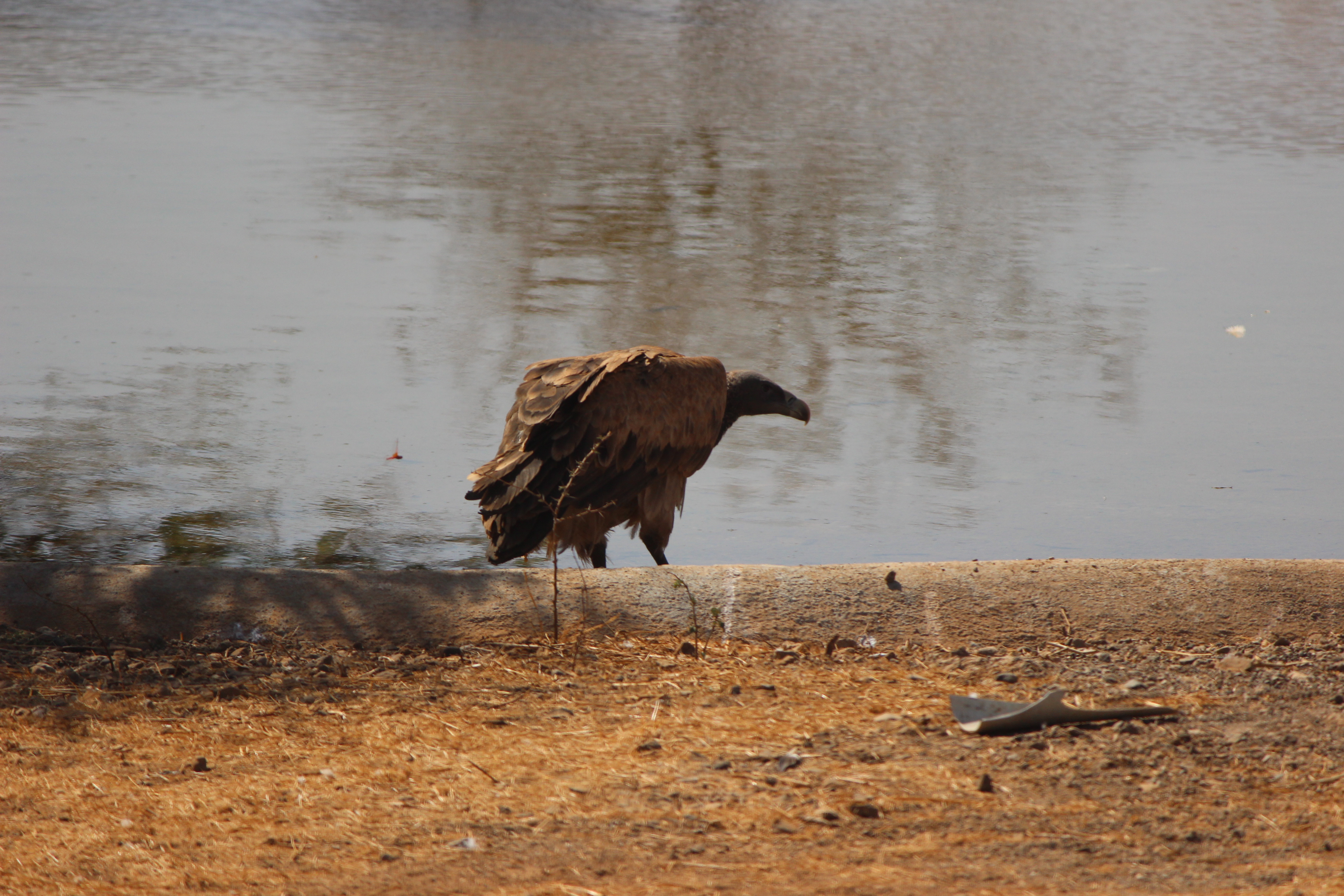 Devalia Safari Park - Indian Vulture Devalia Safari Park - Indian Vulture