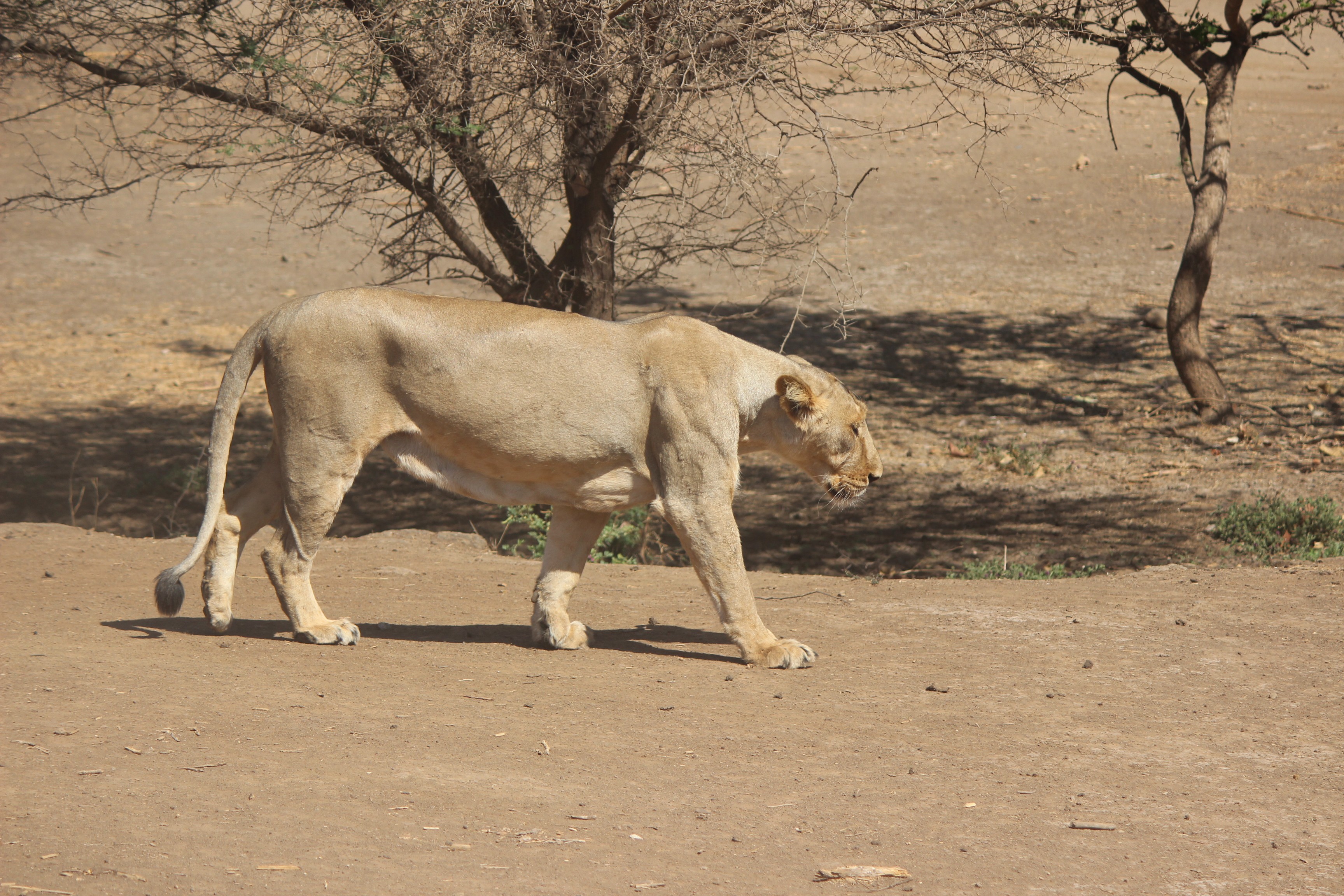Devalia Safari Park - Big Cats India Devalia Safari Park - Big Cats India