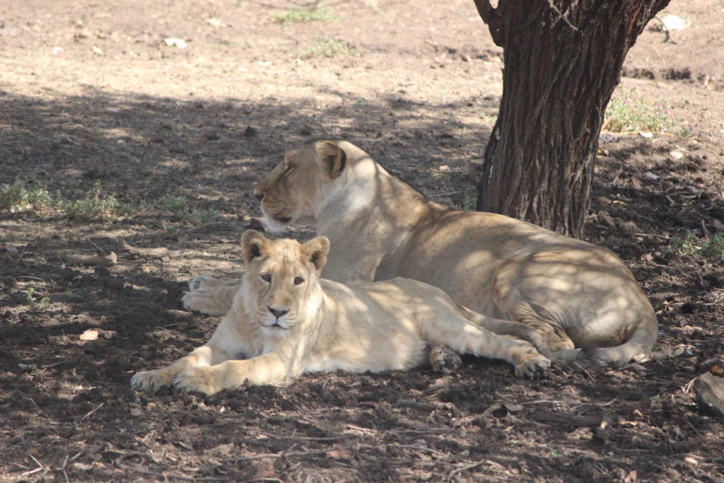 Asiatic Lions, Gir Interpretation Zone Lions at Devalia Park