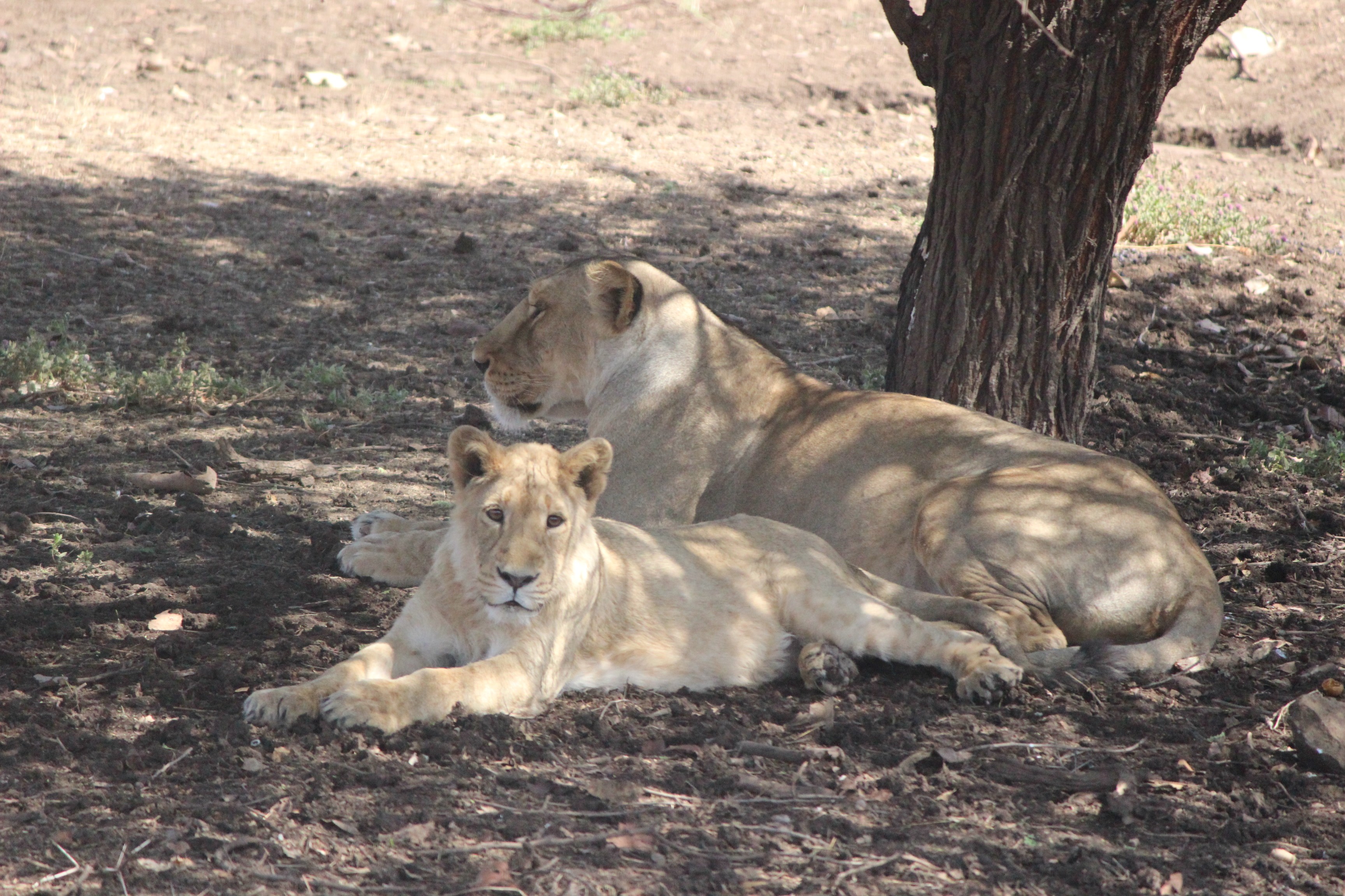 Asiatic Lions, Gir Interpretation Zone Lions at Devalia Park