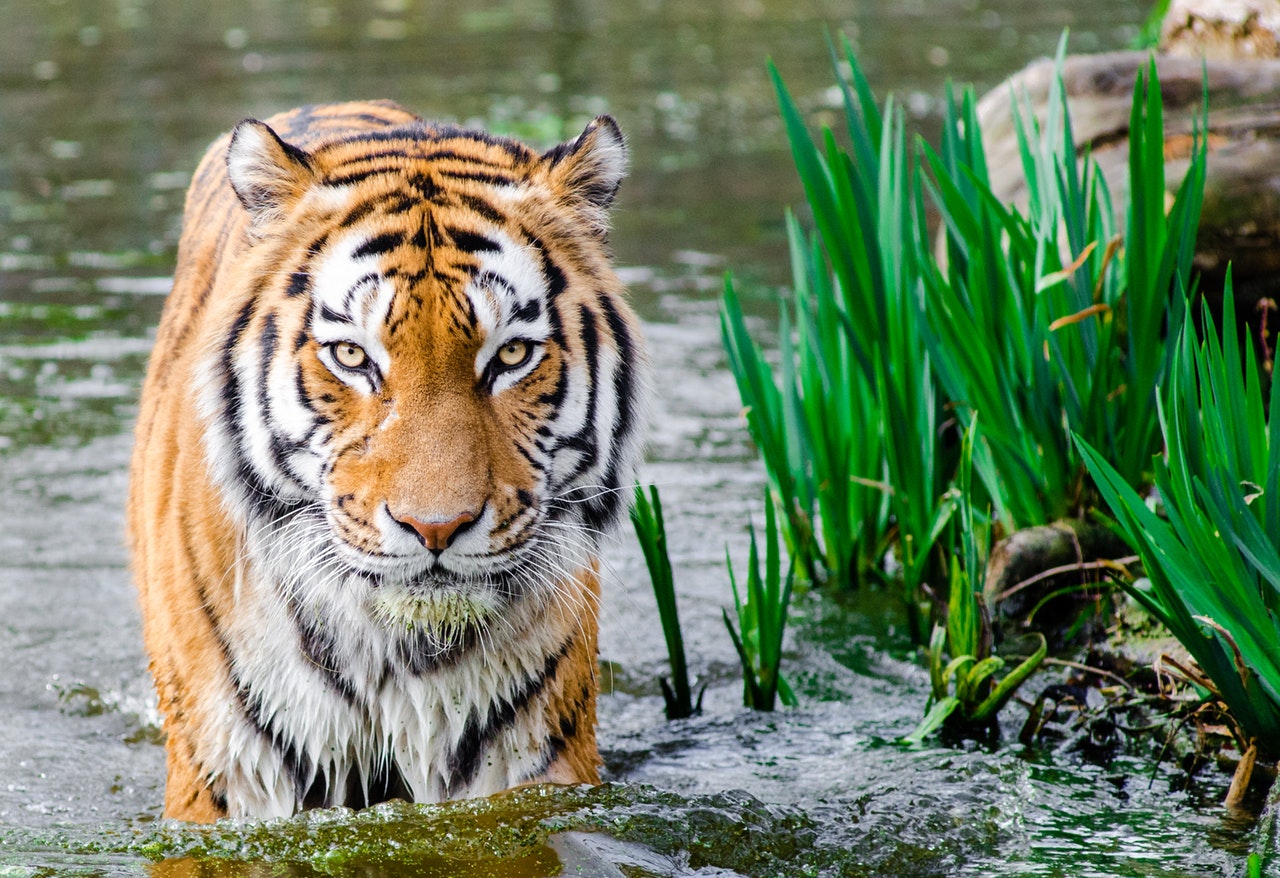 Tiger Census tiger census 2018