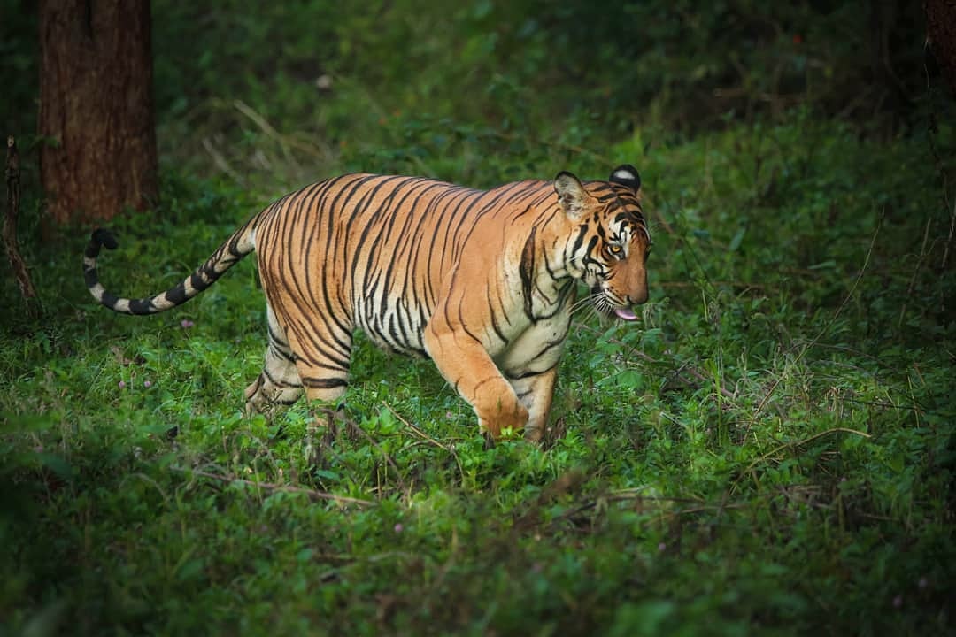 Kali Tiger Reserve Kali Tiger Reserve Karnataka