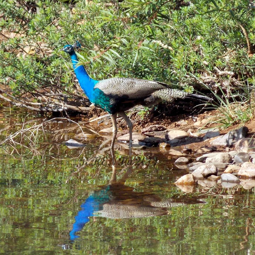 Mookambika Wildlife Sanctuary Mookambika Wildlife Sanctuary