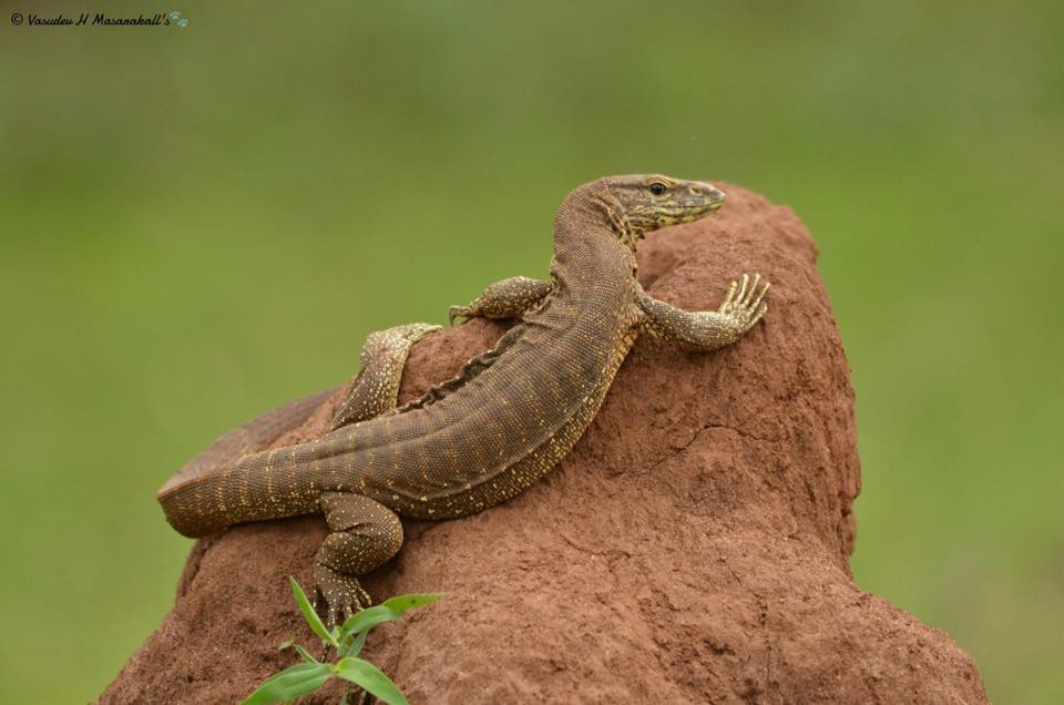 BRT Tiger Reserve Wildlife Sanctuary vs Tiger Reserve
