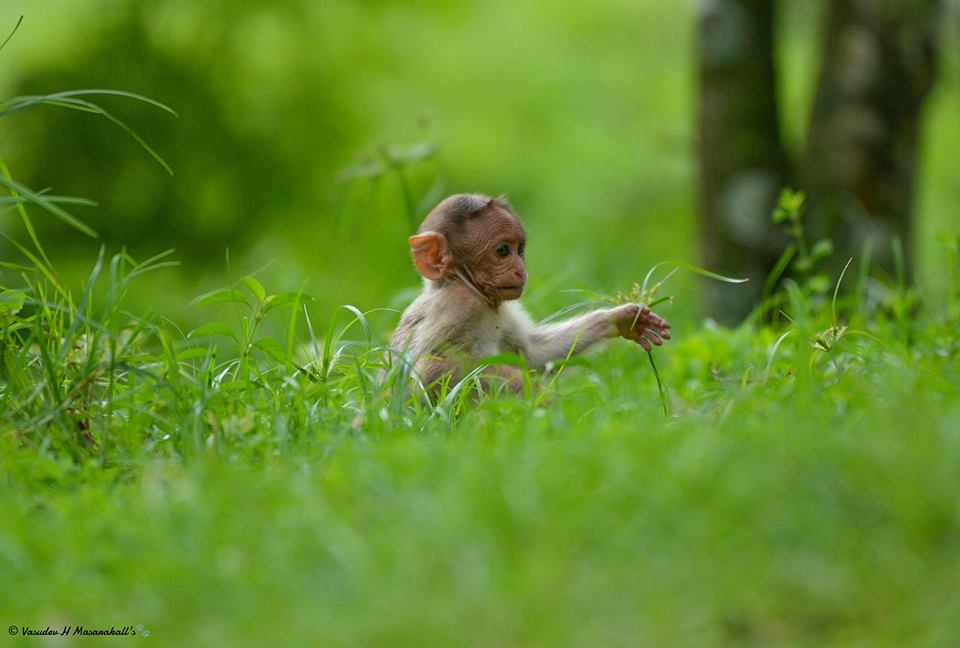 A Wildlife Sanctuary National Park Vs Wildlife Sanctuary