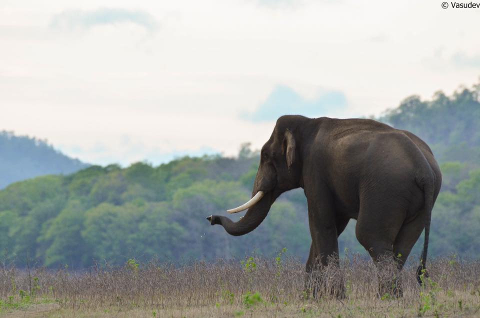 National Park Vs Wildlife Sanctuary Vs Tiger Reserve