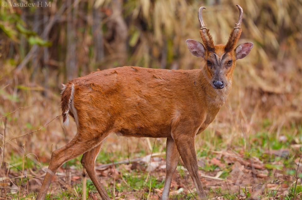 Tadoba National park Deer at Tadoba National park