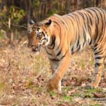 Tadoba Andheri Tiger Reserve