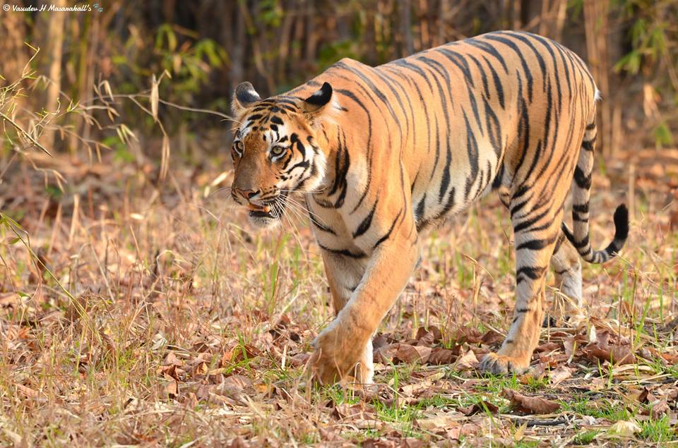 Tadoba Andheri Tiger Reserve Tadoba Andheri Tiger Reserve